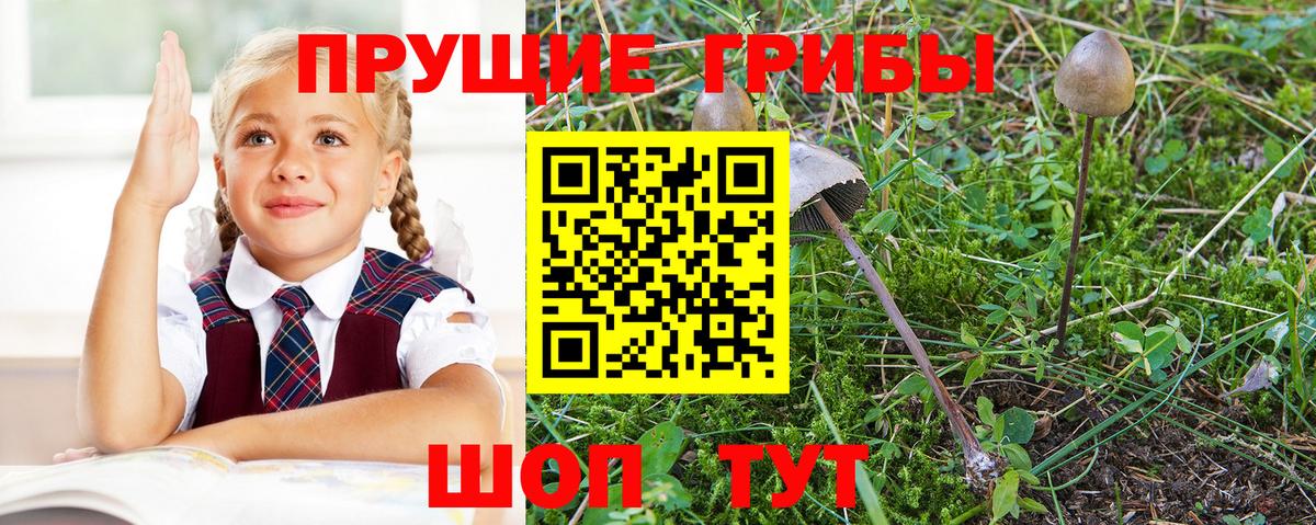 Галлюциногенные грибы Psilocybe  Вход с VPN  Славянск-на-Кубани  Псилоцибиновые грибы MAGIC MUSHROOMS 